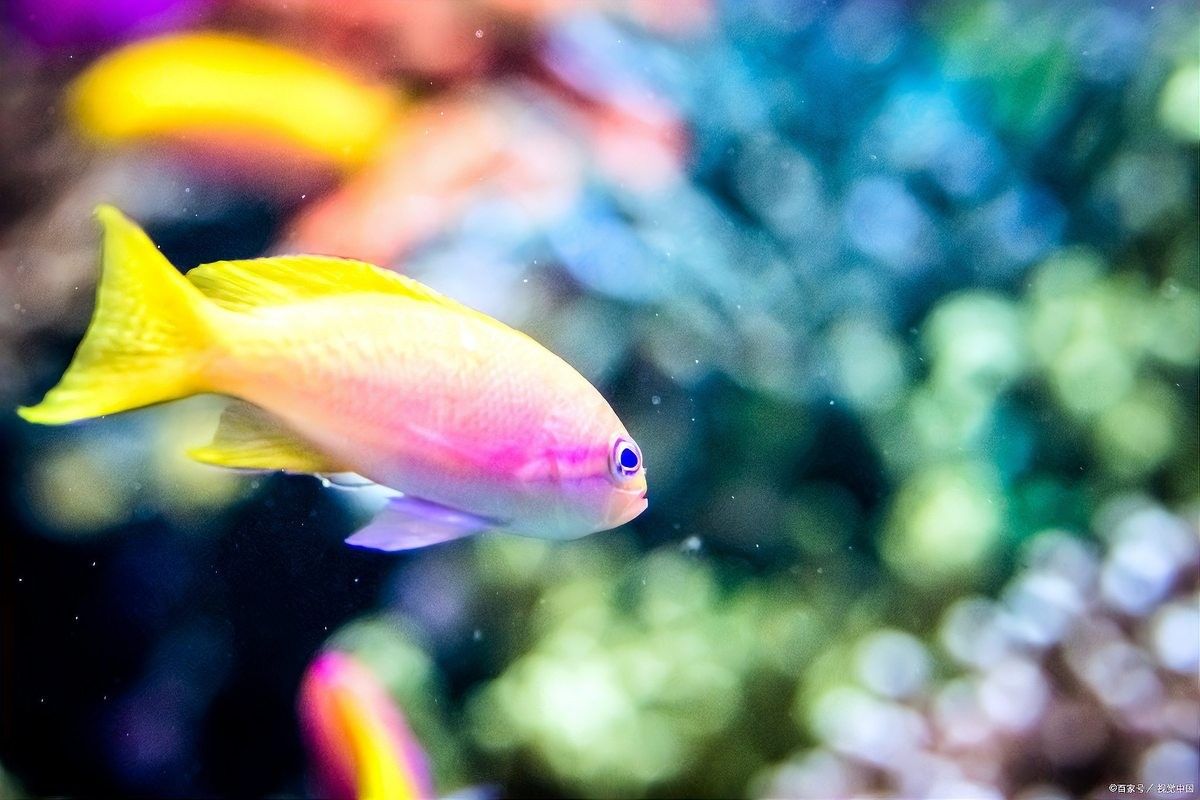 新魚餓3天老魚也跟著挨餓嗎（新魚餓3天老魚也跟著挨餓嗎，） 新魚餓3天老魚也跟著挨餓嗎（新魚餓3天老魚也跟著挨餓嗎，） 觀賞魚百科 第7張