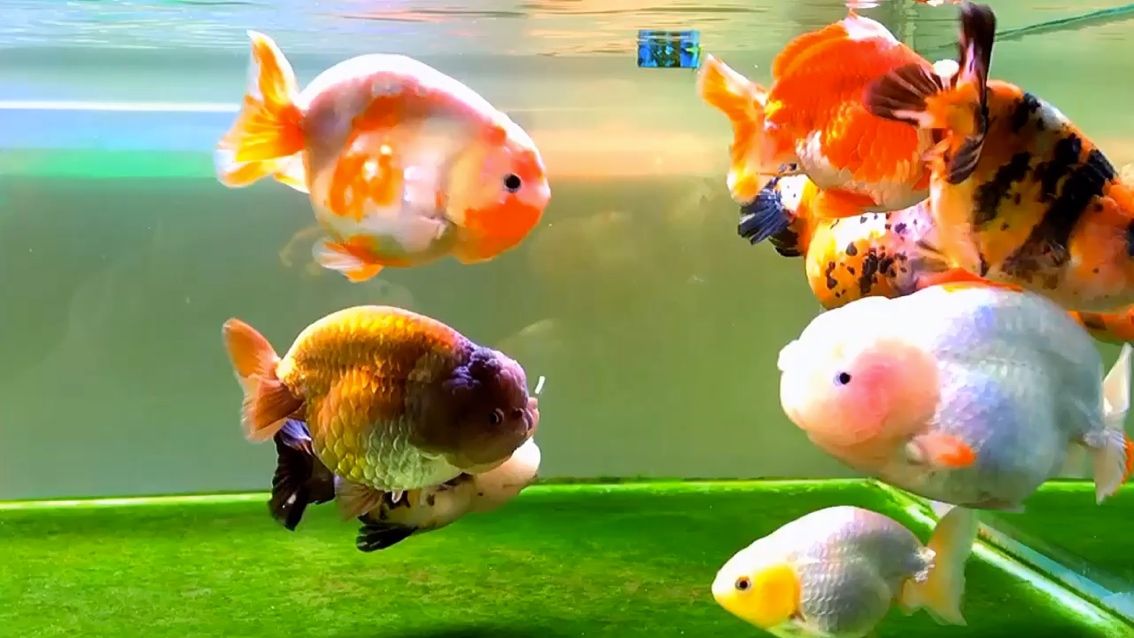 賀州水族館蘭壽（廣西賀州水族館蘭壽） 賀州水族館蘭壽（廣西賀州水族館蘭壽） 觀賞魚百科 第2張