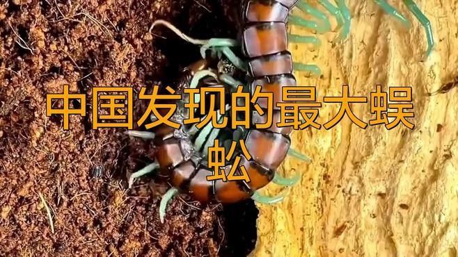 如何區分紅龍蜈蚣的雌雄？（如何區分紅龍蜈蚣）