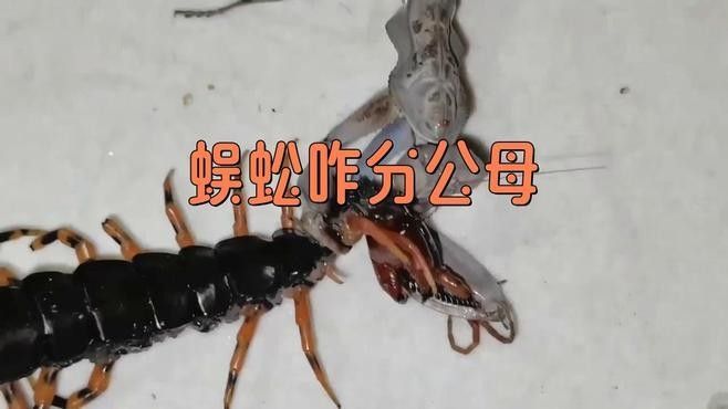 如何區分紅龍蜈蚣的雌雄？（如何區分紅龍蜈蚣）
