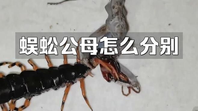 如何區分紅龍蜈蚣的雌雄？（如何區分紅龍蜈蚣）