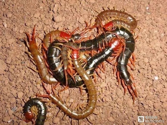 如何區分紅龍蜈蚣的雌雄？（如何區分紅龍蜈蚣）