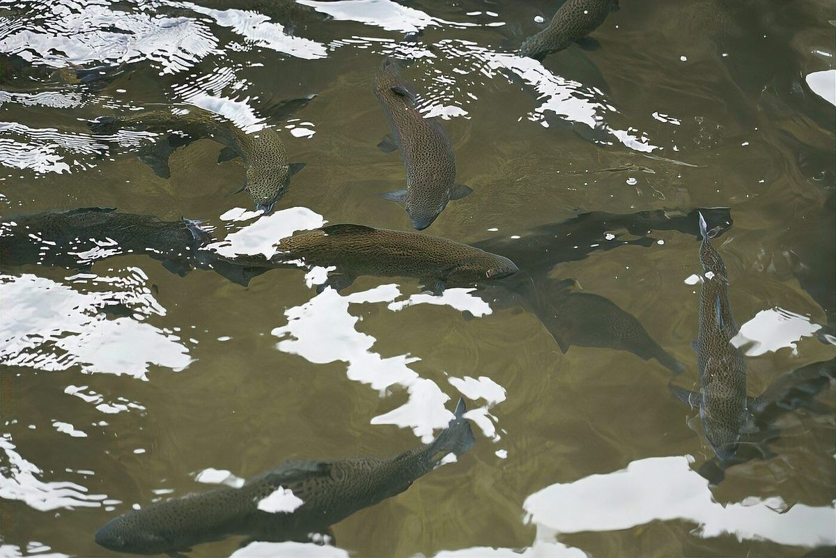 鎮(zhèn)沅哪個(gè)水族館龍魚好？祥龍魚場(chǎng)龍魚（云南鎮(zhèn)沅縣祥龍魚場(chǎng)發(fā)展冷水魚養(yǎng)殖產(chǎn)業(yè)鄉(xiāng)村振興“游”出新希望） 鎮(zhèn)沅哪個(gè)水族館龍魚好？祥龍魚場(chǎng)龍魚（云南鎮(zhèn)沅縣祥龍魚場(chǎng)發(fā)展冷水魚養(yǎng)殖產(chǎn)業(yè)鄉(xiāng)村振興“游”出新希望） 龍魚百科 第7張