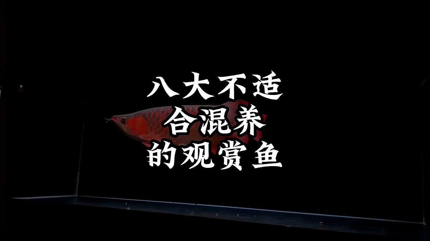 哪些魚種不宜混養（不適合混養的魚種有哪些？） 哪些魚種不宜混養（不適合混養的魚種有哪些？） 龍魚百科 第3張