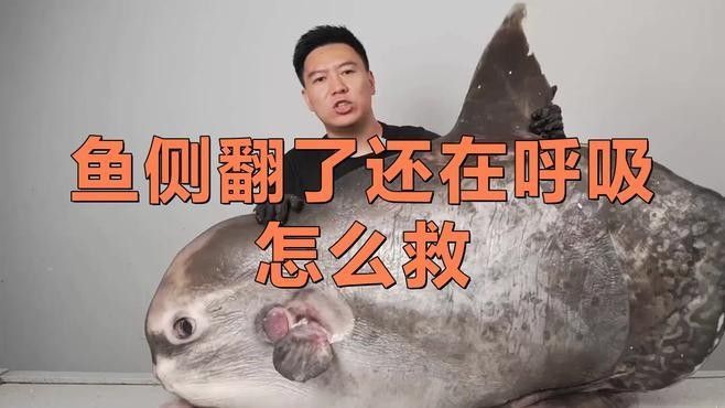 魚側翻了還在呼吸怎么救（一條魚側翻并且仍在呼吸時，這些步驟和建議可以幫助你） 魚側翻了還在呼吸怎么救（一條魚側翻并且仍在呼吸時，這些步驟和建議可以幫助你） 觀賞魚百科 第1張