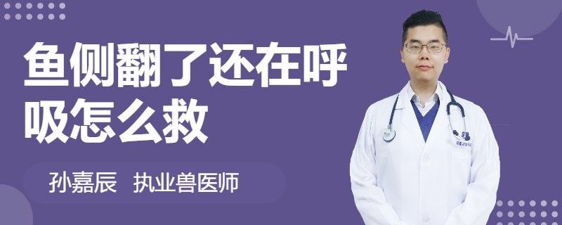 魚側翻了還在呼吸怎么救（一條魚側翻并且仍在呼吸時，這些步驟和建議可以幫助你） 魚側翻了還在呼吸怎么救（一條魚側翻并且仍在呼吸時，這些步驟和建議可以幫助你） 觀賞魚百科 第2張