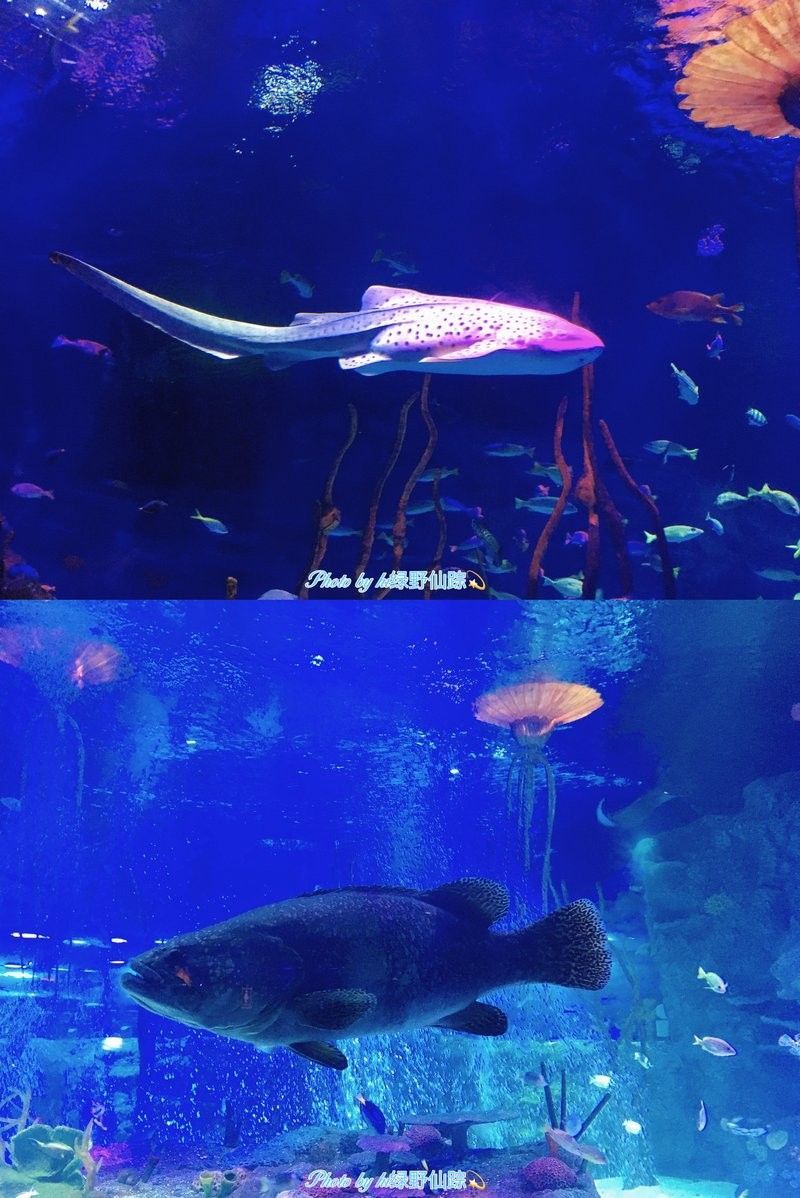 沈陽鐵西哪個水族館龍魚好？祥龍魚場龍魚（廣州龍魚祥龍魚場，）