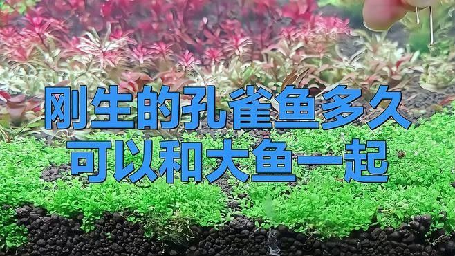 混養熱帶魚需要多久適應（養熱帶魚的適應時間取決于多種因素）