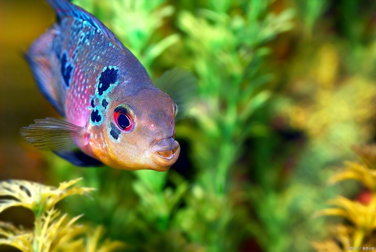 混養熱帶魚需要多久適應（養熱帶魚的適應時間取決于多種因素）