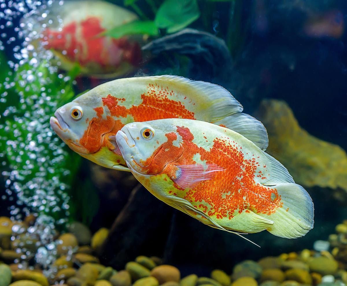 混養熱帶魚需要多久適應（養熱帶魚的適應時間取決于多種因素）