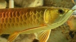 金龍魚視頻下載（如何下載和使用金龍魚視頻素材）