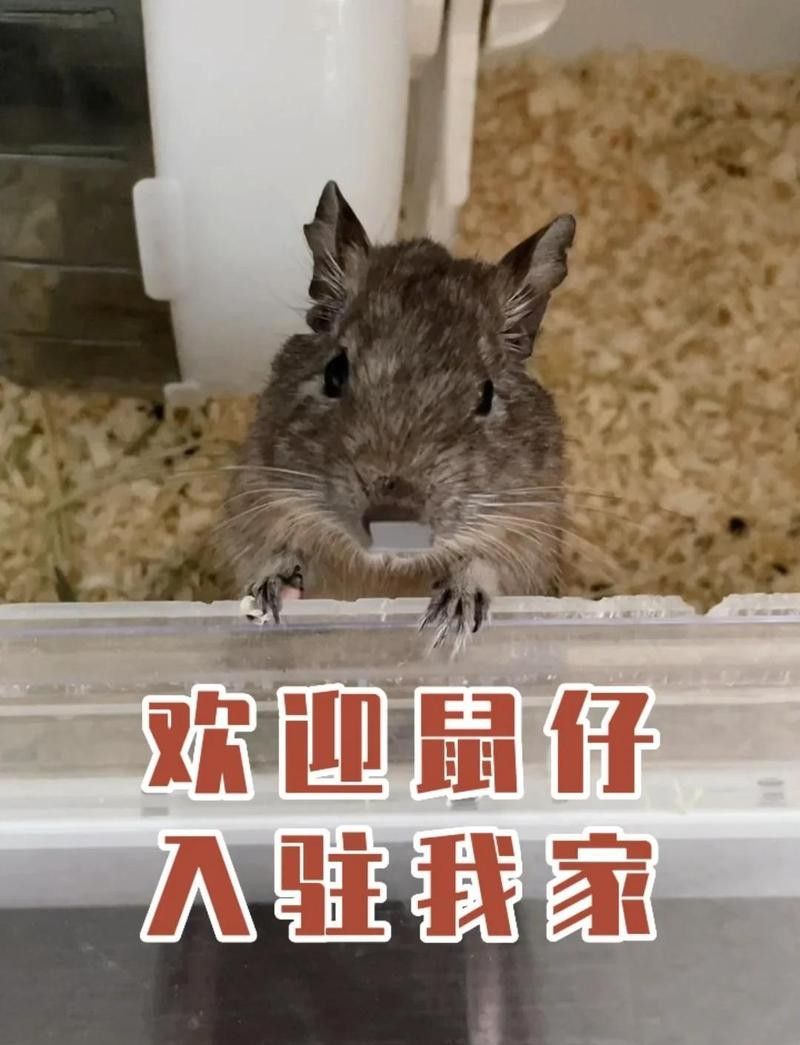 龍貓和八齒鼠可以一起玩嗎？（龍貓和八齒鼠可以一起玩耍嗎？）