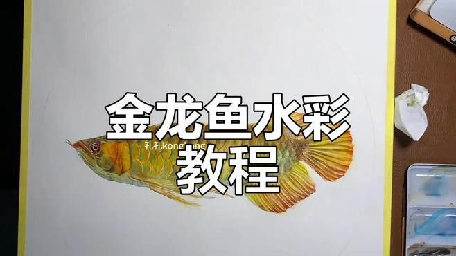金龍魚圖片頭像（簡潔風格的金龍魚圖片頭像設計有哪些金龍魚卡通形象設計） 金龍魚圖片頭像（簡潔風格的金龍魚圖片頭像設計有哪些金龍魚卡通形象設計） 觀賞魚百科 第15張