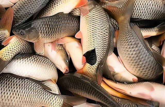 哪些驅(qū)蟲藥對龍魚有效（對龍魚有效的驅(qū)蟲藥物） 哪些驅(qū)蟲藥對龍魚有效（對龍魚有效的驅(qū)蟲藥物） 龍魚百科 第2張