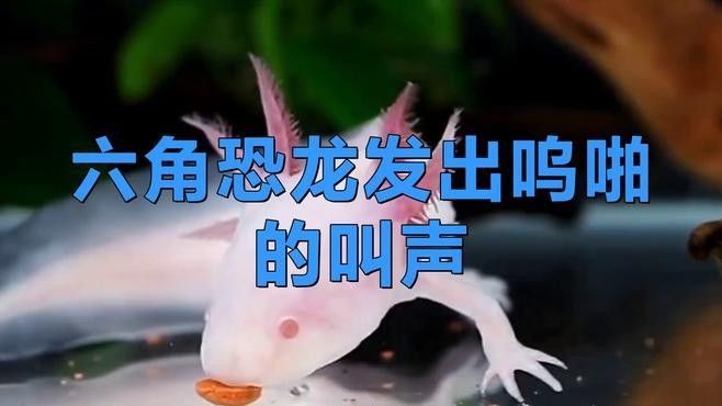 六角恐龍魚如何訓練才能更好地認主人（六角恐龍魚好養嗎六角恐龍魚怎樣養才能認主人）
