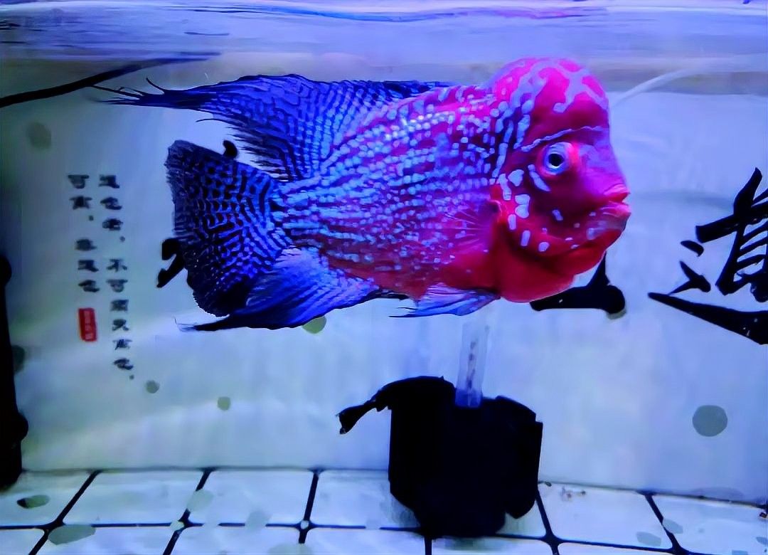 羅漢魚和發(fā)財魚混養(yǎng)成功率有多高？（羅漢魚和發(fā)財魚混養(yǎng)的成功率受多種因素影響） 羅漢魚和發(fā)財魚混養(yǎng)成功率有多高？（羅漢魚和發(fā)財魚混養(yǎng)的成功率受多種因素影響） 龍魚百科 第5張