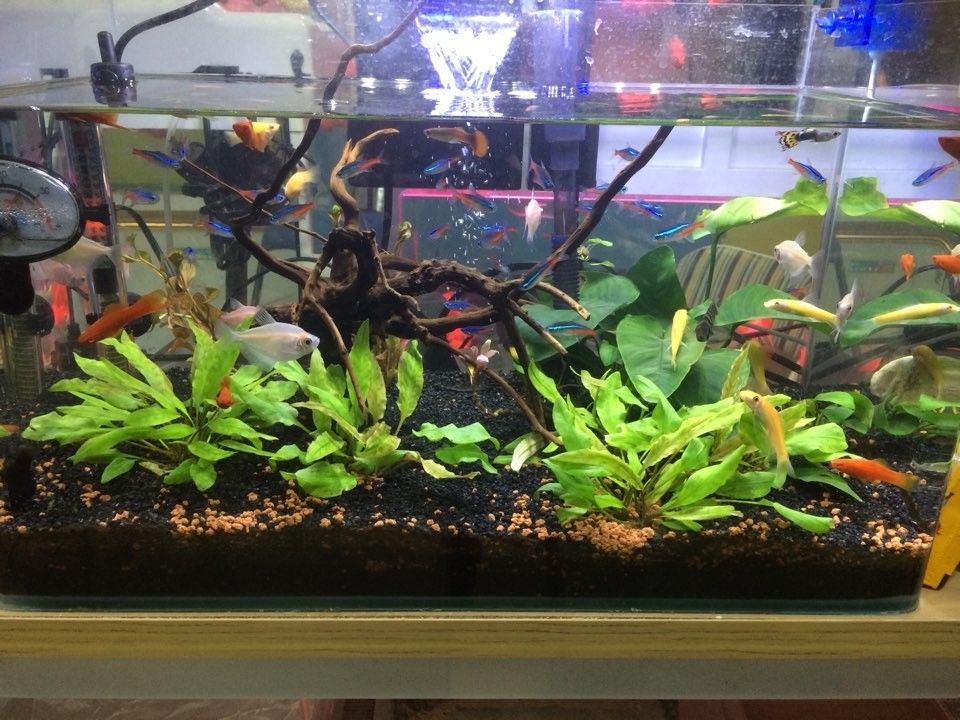 玉山哪個水族館龍魚好？祥龍魚場龍魚（臺灣祥龍魚場的水族館位于臺灣省新竹市北區新竹市北區）