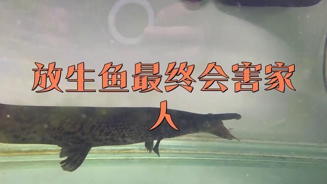 金龍魚放生后會有哪些生態影響（金龍魚放生后會產生哪些生態影響）
