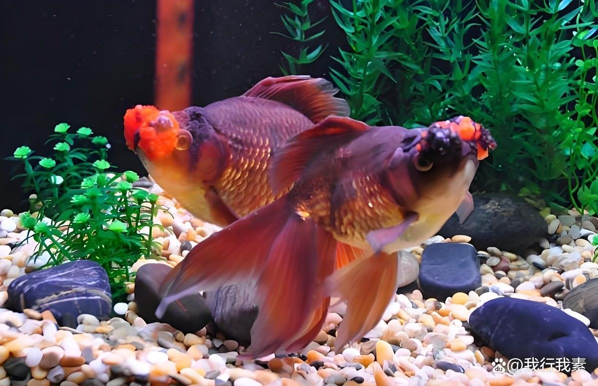 金龍魚黑點病會自愈嗎？（金龍魚黑點病會自愈嗎） 金龍魚黑點病會自愈嗎？（金龍魚黑點病會自愈嗎） 龍魚百科 第3張