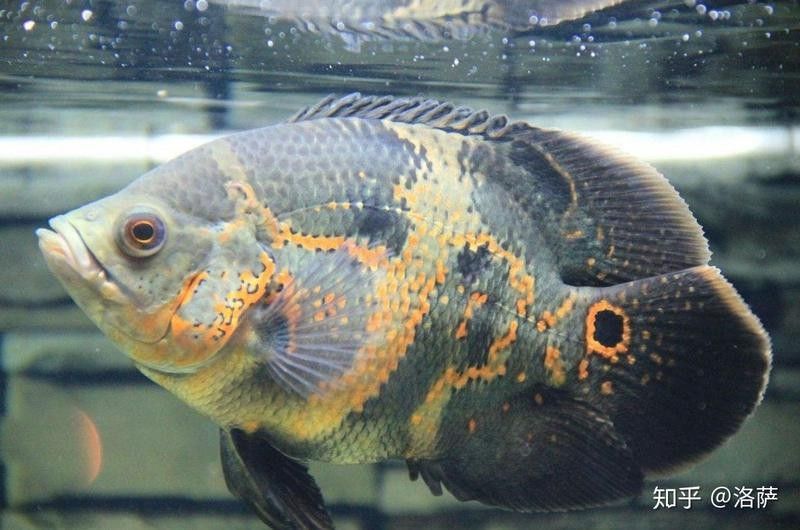 黑鱗龍魚多久能認識主人（黑鱗龍魚多久能認出主人？）