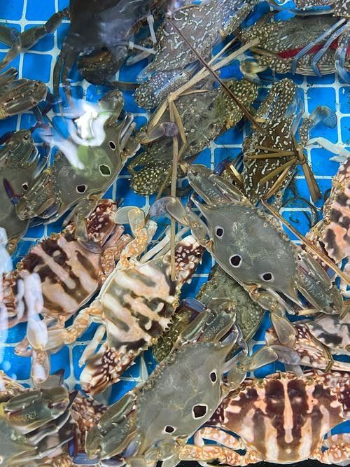 龍虎匯水族館的海鮮品種有哪些（深圳龍虎匯水族館提供的海鮮品種和精致的展示而聞名）