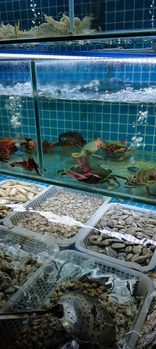 龍虎匯水族館的海鮮品種有哪些（深圳龍虎匯水族館提供的海鮮品種和精致的展示而聞名）