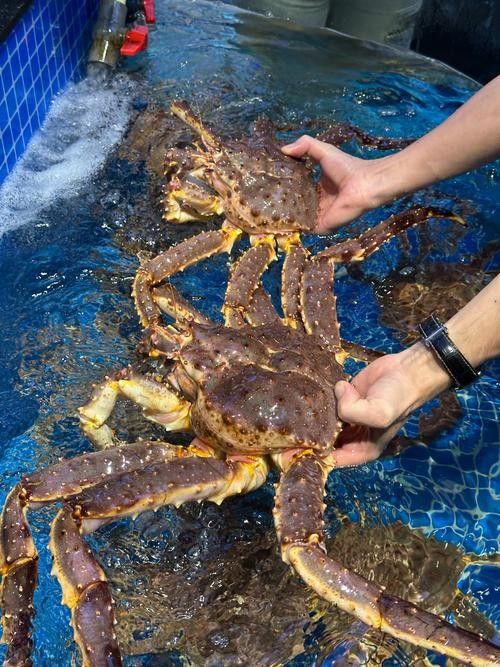 龍虎匯水族館的海鮮品種有哪些（深圳龍虎匯水族館提供的海鮮品種和精致的展示而聞名）