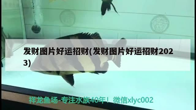 發(fā)財圖片好運招財(發(fā)財圖片好運招財2023)
