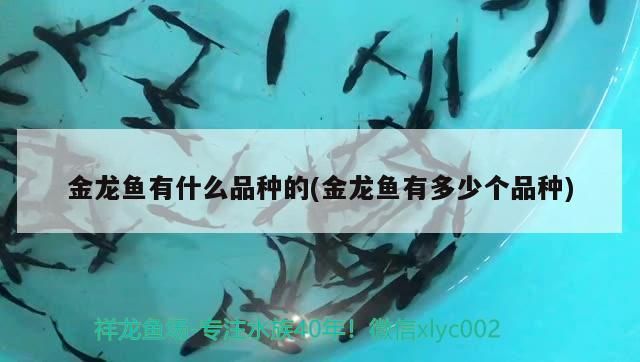 金龍魚有什么品種的(金龍魚有多少個品種)（金龍魚有什么品種的金龍魚有什么品種）