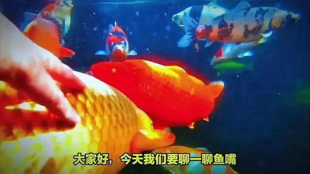 魚嘴發白最快恢復方法（魚嘴發白爛了怎么辦） 魚嘴發白最快恢復方法（魚嘴發白爛了怎么辦） 觀賞魚百科 第1張