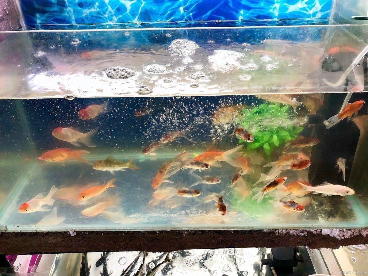 黑云魚混養(yǎng)需要多大的魚缸（云魚混養(yǎng)的魚缸大小取決于多種因素） 黑云魚混養(yǎng)需要多大的魚缸（云魚混養(yǎng)的魚缸大小取決于多種因素） 龍魚百科 第7張