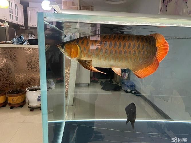 紅龍魚缸背景圖更換步驟（紅龍魚缸背景圖怎么做）