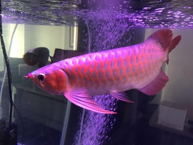 紅龍魚缸背景圖更換步驟（紅龍魚缸背景圖怎么做）