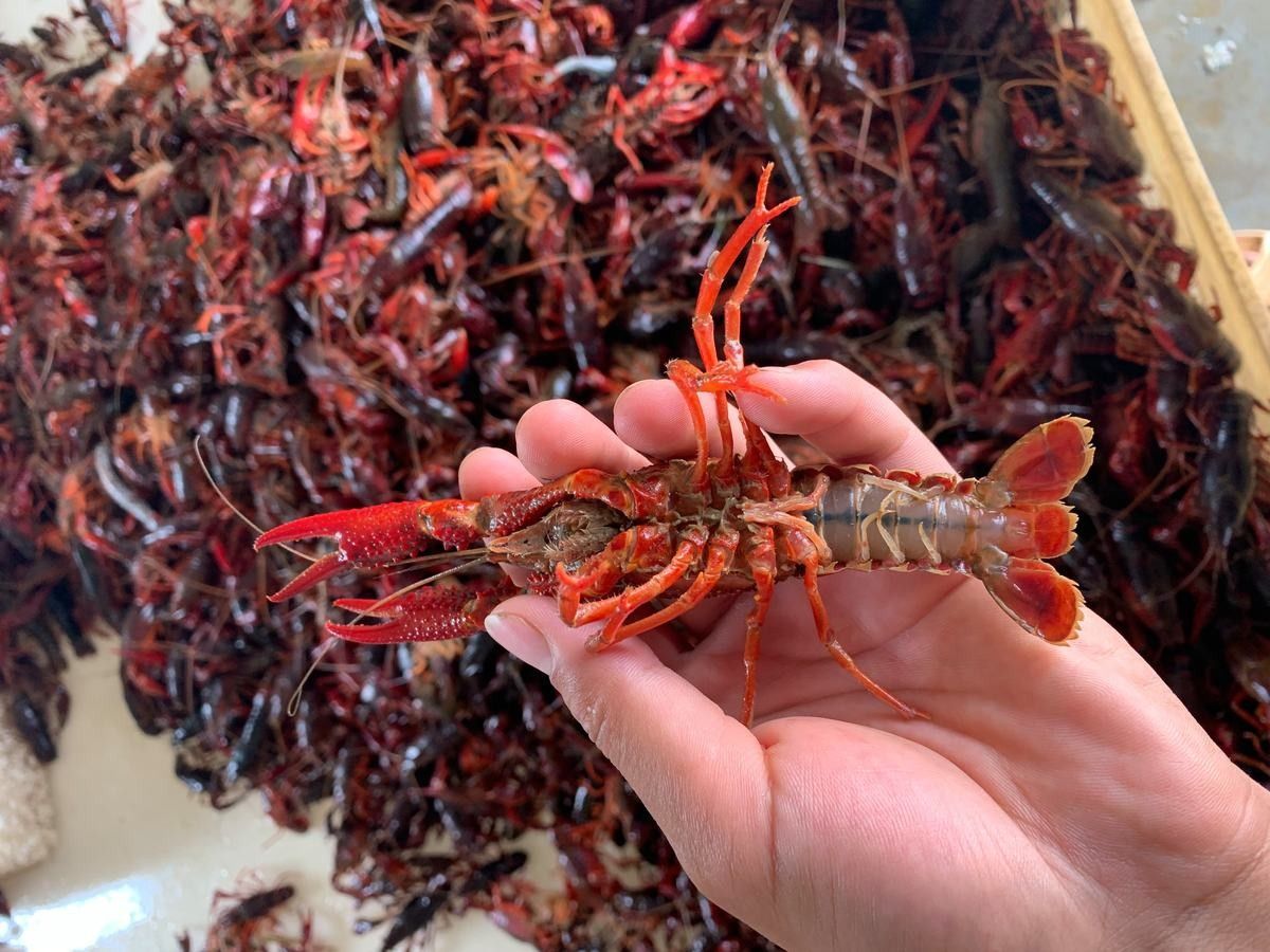 野生龍魚有哪些天敵？（野生龍魚的天敵）