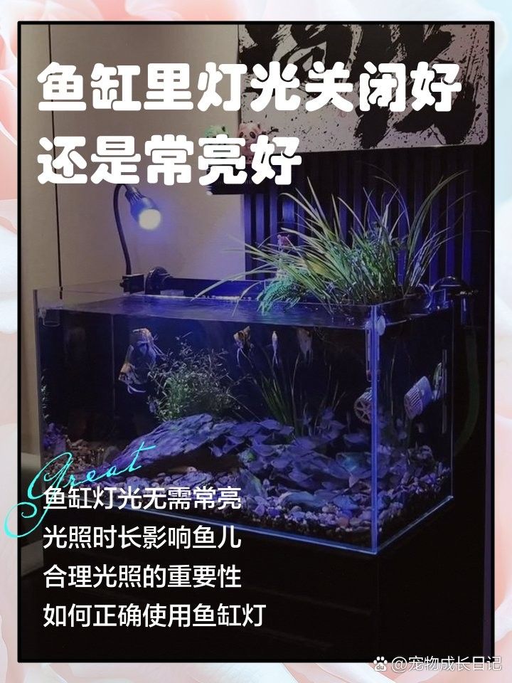 魚喜歡開燈還是關燈（timtian養魚晚上開燈好還是不開燈好） 魚喜歡開燈還是關燈（timtian養魚晚上開燈好還是不開燈好） 觀賞魚百科 第2張
