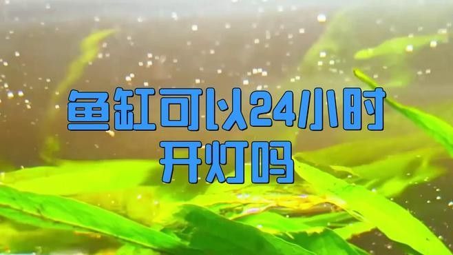 魚喜歡開燈還是關燈（timtian養魚晚上開燈好還是不開燈好） 魚喜歡開燈還是關燈（timtian養魚晚上開燈好還是不開燈好） 觀賞魚百科 第6張