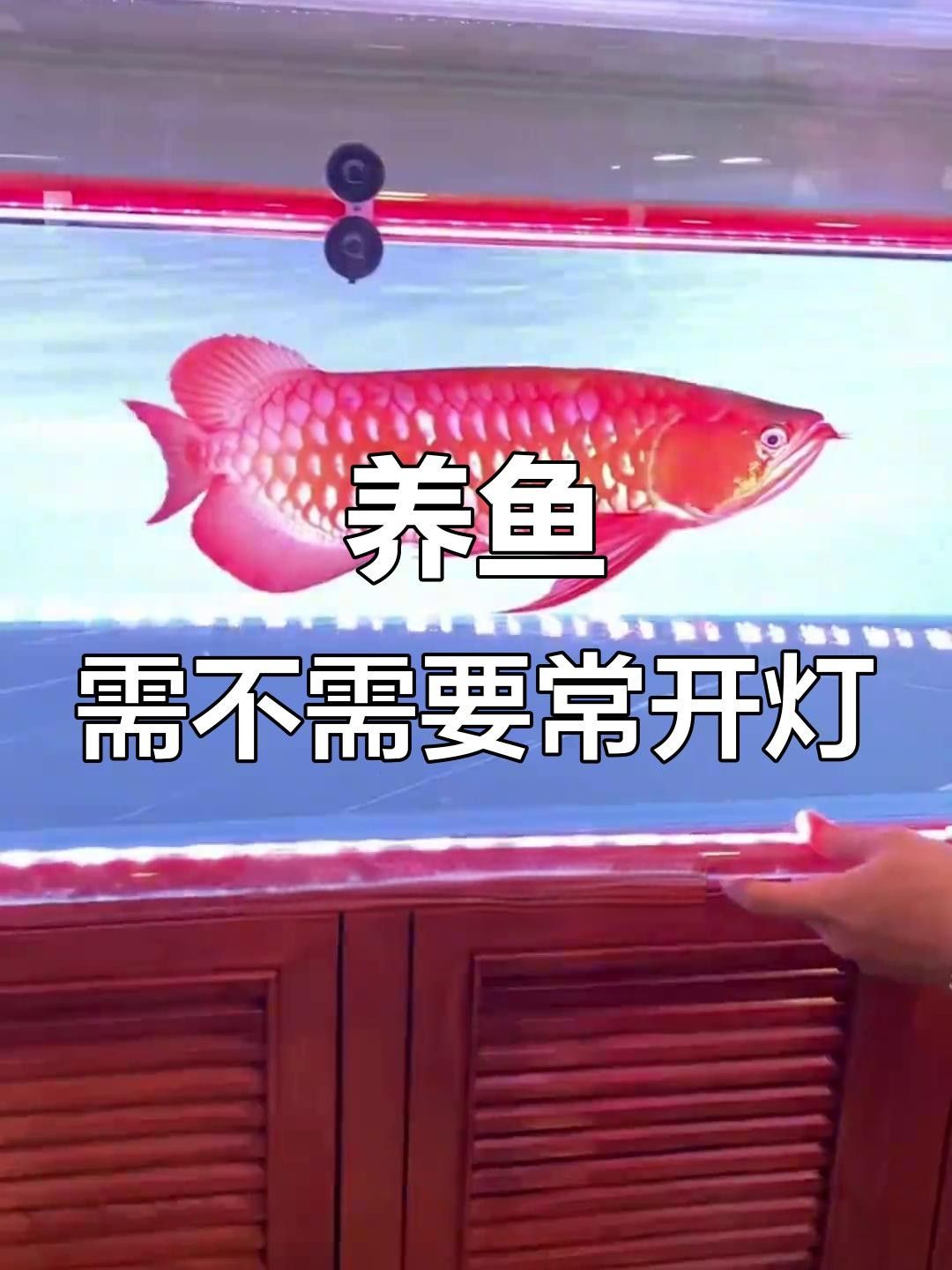 魚喜歡開燈還是關燈（timtian養魚晚上開燈好還是不開燈好） 魚喜歡開燈還是關燈（timtian養魚晚上開燈好還是不開燈好） 觀賞魚百科 第9張