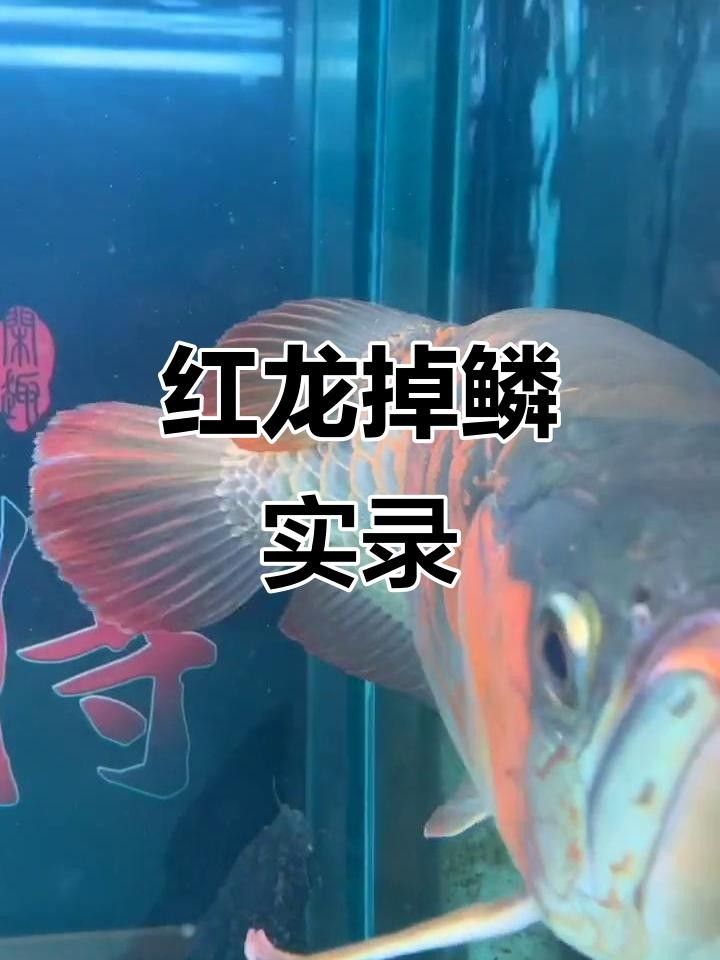 紅龍魚掉了一片鱗（紅龍魚掉了一片鱗怎么辦）