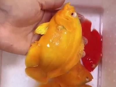 蘇虎（珠海市副市長蘇虎的生平與成就）