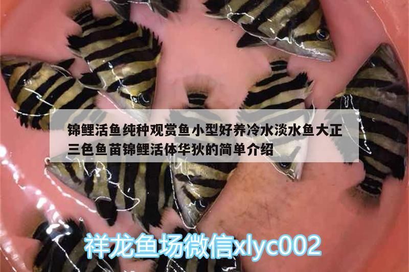 錦鯉活魚純種觀賞魚小型好養(yǎng)冷水淡水魚大正三色魚苗錦鯉活體華狄的簡單介紹（冷水觀賞魚大全及種類）
