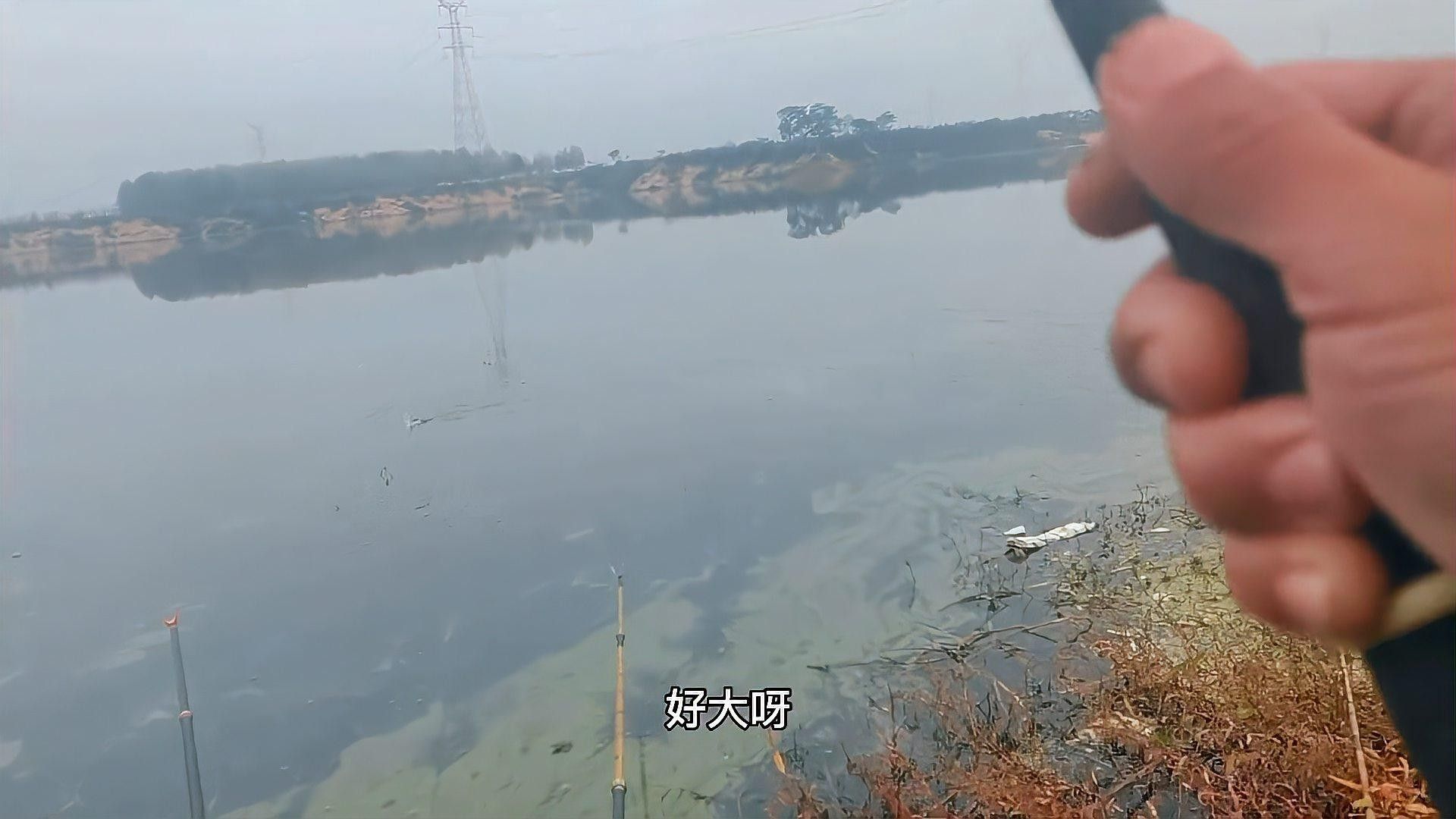 新野白河有什么魚 新野白河有什么魚 觀賞魚百科 第1張