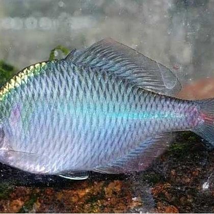 新野白河有什么魚 新野白河有什么魚 觀賞魚百科 第2張