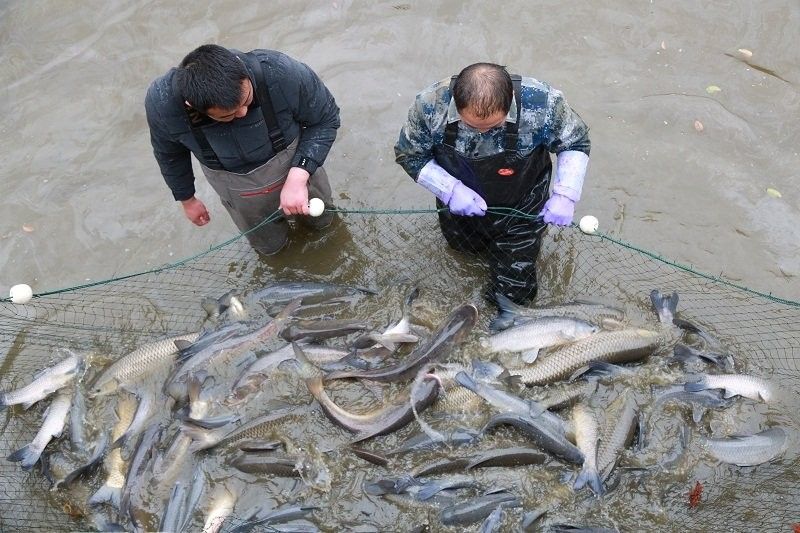 新野白河有什么魚 新野白河有什么魚 觀賞魚百科 第3張
