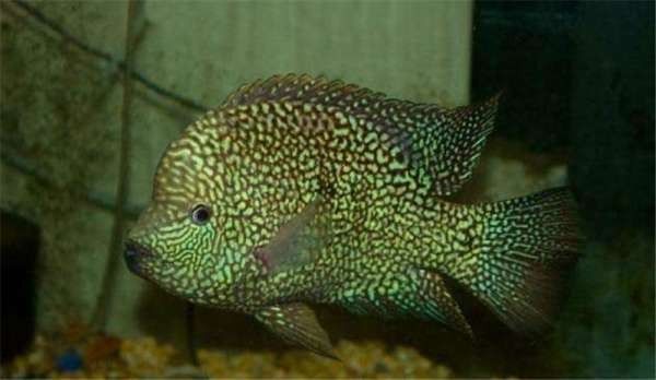 德州豹魚和什么魚混養(yǎng)比較好（養(yǎng)魚大全，德州豹魚混養(yǎng)需要多大的魚缸？）