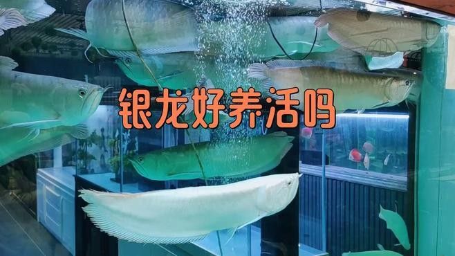 1.2米魚缸能養(yǎng)多大銀龍