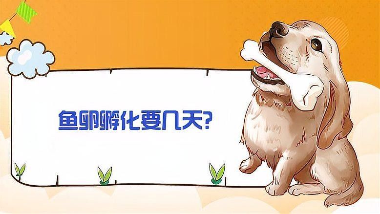 龍魚卵孵化需要多長時(shí)間？（魚卵孵化時(shí)間取決于多種因素，龍魚卵孵化時(shí)間取決于多種因素） 龍魚卵孵化需要多長時(shí)間？（魚卵孵化時(shí)間取決于多種因素，龍魚卵孵化時(shí)間取決于多種因素） 龍魚百科 第1張