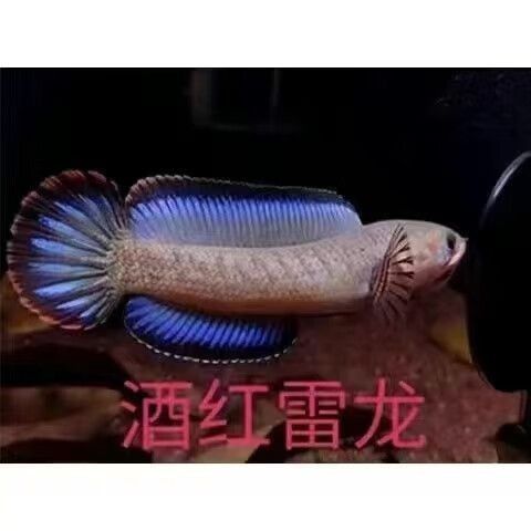 黃嘴幻藍(lán)雷龍魚苗的價(jià)格是多少(嘴幻藍(lán)雷龍魚苗的價(jià)格) 龍魚百科 第2張 黃嘴幻藍(lán)雷龍魚苗的價(jià)格是多少(嘴幻藍(lán)雷龍魚苗的價(jià)格) 黃嘴幻藍(lán)雷龍魚苗的價(jià)格是多少(嘴幻藍(lán)雷龍魚苗的價(jià)格) 龍魚百科 第2張