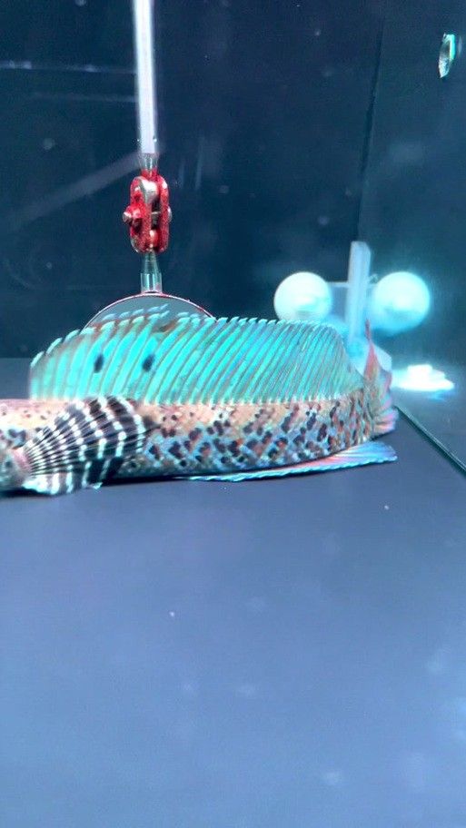 黃嘴幻藍(lán)雷龍魚苗的價(jià)格是多少(嘴幻藍(lán)雷龍魚苗的價(jià)格) 龍魚百科 第4張 黃嘴幻藍(lán)雷龍魚苗的價(jià)格是多少(嘴幻藍(lán)雷龍魚苗的價(jià)格) 黃嘴幻藍(lán)雷龍魚苗的價(jià)格是多少(嘴幻藍(lán)雷龍魚苗的價(jià)格) 龍魚百科 第4張