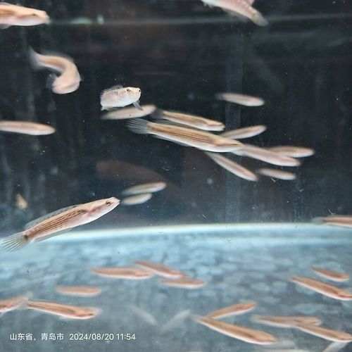 黃嘴幻藍(lán)雷龍魚苗的價(jià)格是多少(嘴幻藍(lán)雷龍魚苗的價(jià)格) 龍魚百科 第6張 黃嘴幻藍(lán)雷龍魚苗的價(jià)格是多少(嘴幻藍(lán)雷龍魚苗的價(jià)格) 黃嘴幻藍(lán)雷龍魚苗的價(jià)格是多少(嘴幻藍(lán)雷龍魚苗的價(jià)格) 龍魚百科 第6張