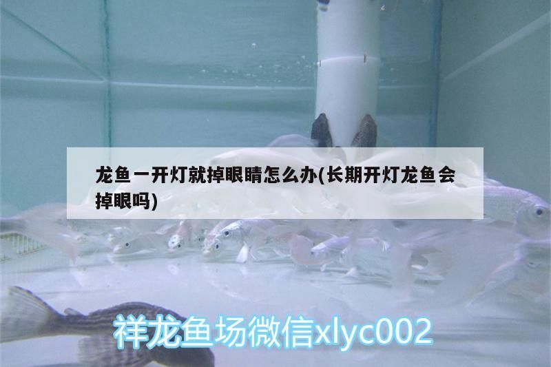 龍魚一開燈就掉眼睛怎么辦(長(zhǎng)期開燈龍魚會(huì)掉眼嗎)